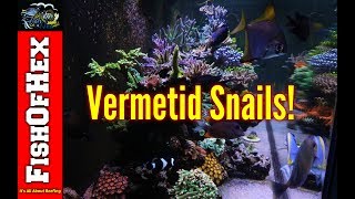 The Dreaded Vermetid Snail And How I Got Them  Now What [upl. by Anav270]