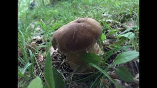 Funghi porcini 2024🫵🍄Tra faggio e castagno [upl. by Kermit479]