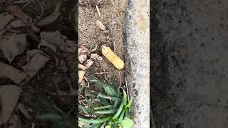 How beetle larvae burrow into the ground [upl. by Ahsekal]