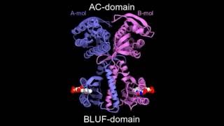 Structural insight into photoactivation of an adenylate cyclase from a photosynthetic cyanobacterium [upl. by Adabelle]