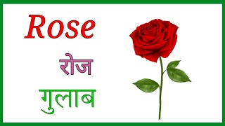 फूलों के नाम। फूलों के नाम हिंदी और इंग्लिश में। flowers name english and hindi [upl. by Ardiedak534]