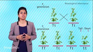 Mendels experiment  Monohybrid Cross  Law of Segregation [upl. by Lowrie]