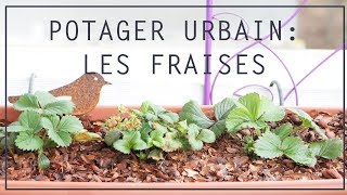 🍓 Cultiver des fraises en ville sans balcon  Potager Urbain [upl. by Dazraf]