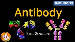 Detailed Antibody Structure FLImmuno35 [upl. by Anirres]