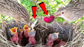 Common Babblers Feeding Healthy Food For Babies birdsandbaby8259 [upl. by Joses]