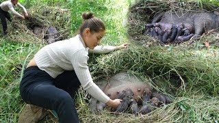 Find 3 mother pigs making nest give birth to piglets in forest [upl. by Omiseno]