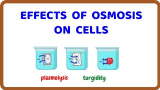 Effects of Osmosis in Plant and Animal Cells [upl. by Dadirac]