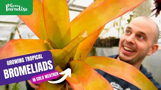 Growing tropical Bromeliads in cold weather  Tips amp plant tour [upl. by Ahtabbat]