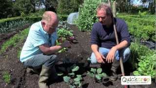 How To Grow Kohlrabi With Quickcrop [upl. by Belen]