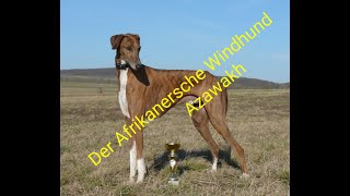 Azawakh der Afrikanische Windhund [upl. by Annerb]