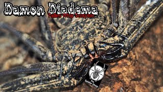 Damon Diadema Tailless Whip Scorpion The Spidershop Unboxing [upl. by Akkina277]