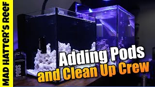 Adding Copepods and Clean Up Crew th The Nano Reef Tank [upl. by Madalyn]