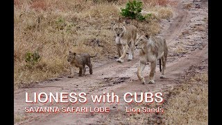 LIONESS with CUBS  LION PRIDE  Savanna Safari Lodge  Lion Sands  Kruger National Park [upl. by Hart574]