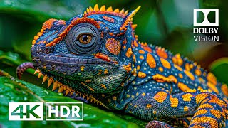 Best of Dolby Vision 4K HDR 60FPS 4K Video [upl. by Aizirtap]