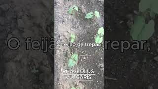 PHASEOLUS VULGARIS AKA FEIJÃO DE TREPAR [upl. by Obellia]