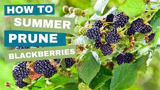 Summer Blackberry Pruning Secrets to Bigger Berries [upl. by Drofkcor]