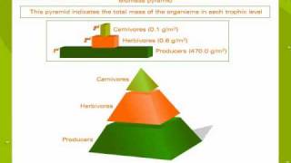 Ecological pyramids [upl. by Notserk]