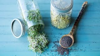 How to Make Broccoli Sprouts [upl. by Iramohs]