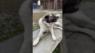 Silly Titus Picnic Tables Aren’t For Dogs [upl. by Justin]