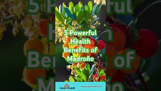 5 Powerful Health Benefits of Madroño  carecrash [upl. by Dowling]