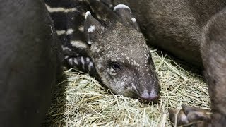 Nachwuchs im Zoo Osnabrück So süß ist das TapirBaby [upl. by Gronseth704]