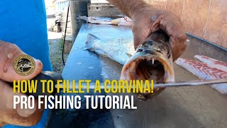 How to Clean and Fillet a Corvina [upl. by Faludi]