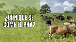 ¿CON QUE SE COME EL PRV [upl. by Nitniuq]