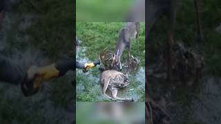 Rescue of swamp 🦌 deer 😍 l animal rescue shorts animals animalrescue [upl. by Gaskins596]