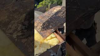 Replacing rotten plywood roofing roofrepair roofinglife shortsviral shorts [upl. by Shuler]