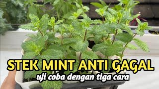 STEK MINT DENGAN TIGA CARA [upl. by Beal597]