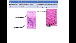 Difference between hyaline cartilage and fibrocartilage [upl. by Yun]