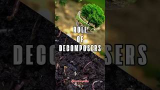 The Essential Role of Decomposers in the Ecosystem  Natures Recyclers Explained [upl. by Ramoh40]