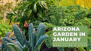 ARIZONA GARDEN in JANUARY What TO DO amp PLANT [upl. by Enelad]