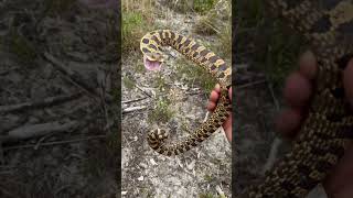 Hognose Snake Bluff Strikes [upl. by Adnot]