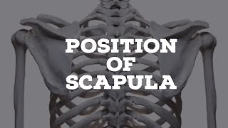 Position of the scapula [upl. by Alrep296]