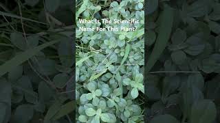 What Is The Nameherbs youtube shortsvideo reels reelsvideo youtuber lifestyle subscribe [upl. by Soneson]