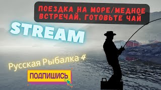 🔴Поездка на море 🔴 Медное встречайготовьте чай 🔴МЕДНОЕКАРПЫ🔴 🔥 Stream Русская Рыбалка 4🔴 [upl. by Lewap]