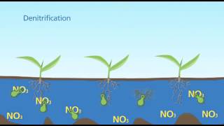 Denitrification Standing Water [upl. by Trescha]