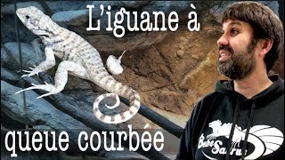 TUTO iguane à queue bouclée  terrarium éclairage maintenance [upl. by Napra525]