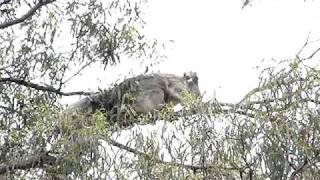 Wild Koalas mating on Koalas amp Kangaroos IN THE WILD tour Melbourne [upl. by Pozzy258]