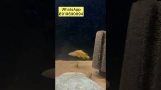 Leleupi Tanganyikan Cichlids in stock aquariumhobby fishaquarium aquariumfish fishtanktour fish [upl. by Anada339]