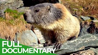 Marmots The Inhabitants of the Alps  Free Documentary Nature [upl. by Iccir]