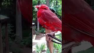 Beautiful Male Northern Cardinal at Backyard Feeder  Birdwatching Shorts [upl. by Gerard]