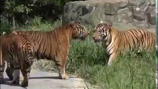 Animal FaceOff  Siberian Amur Tiger vs Bengal Tiger [upl. by Austin]