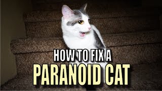 Talking Kitty Cat 56  How To Fix A Paranoid Cat [upl. by Aeneus]