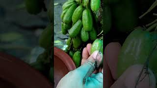 bilimbi  traditional me proVillage cooking channel traditionalmepro [upl. by Araf]