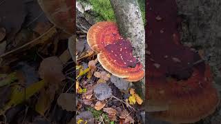 Лабіринтний трутовик або Дедалеопсис бугристий Daedaleopsis confragosa гриби ліс nature fungi [upl. by Vorster]