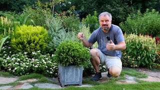 Lots of Dwarf Evergreen Low Maintenance Shrubs for Foundation Planting [upl. by Janerich]