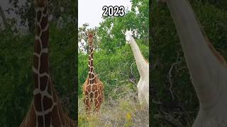 2023 Giraffe vs 5000 BC Giraffe Evolution 🦒  Prodremotherium Discokeryx shorts viral trending [upl. by Aridnere]