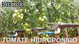 Produção de Tomate Hidropônico  Hortisul [upl. by Ahsenet]